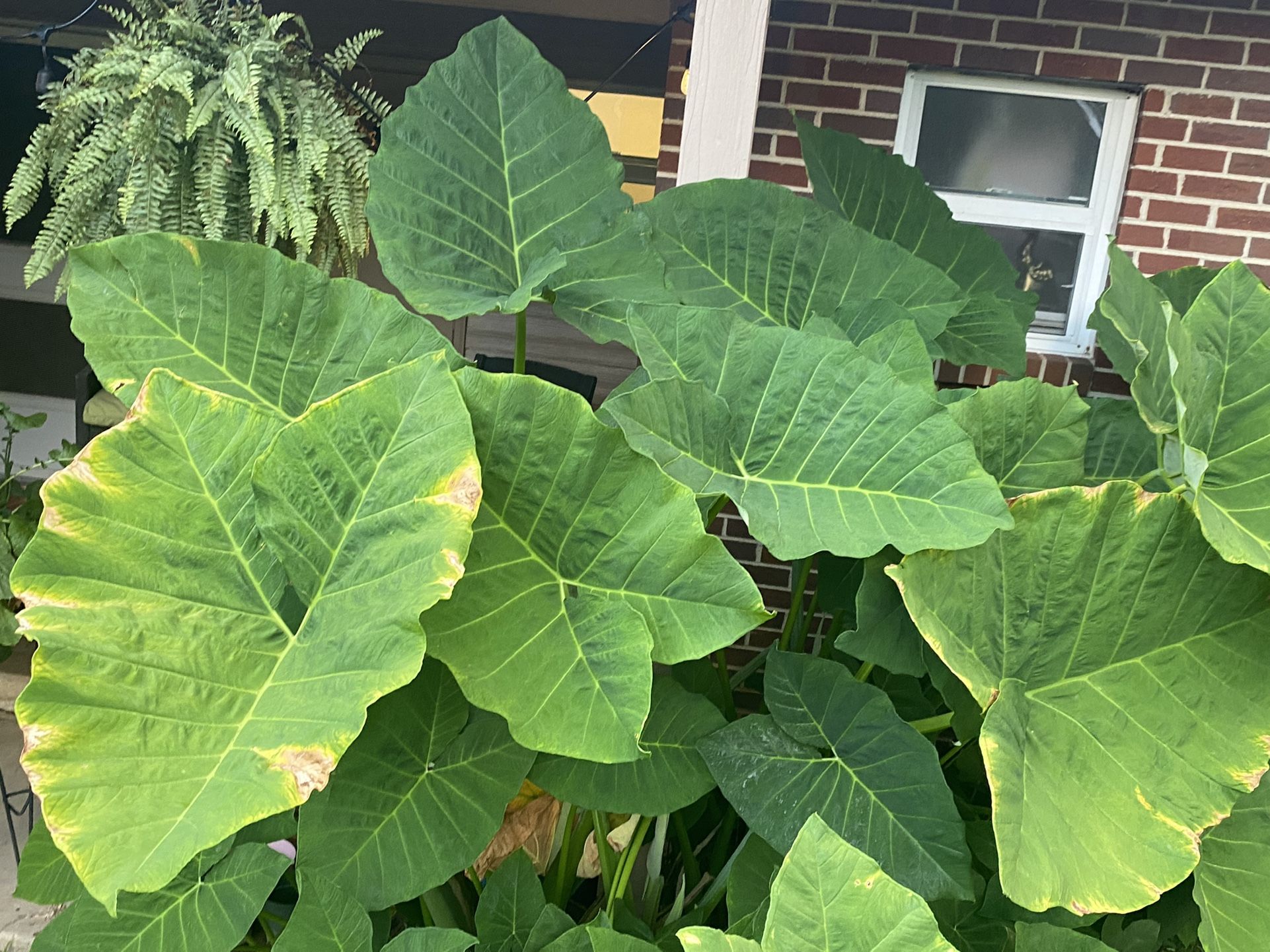 Plants