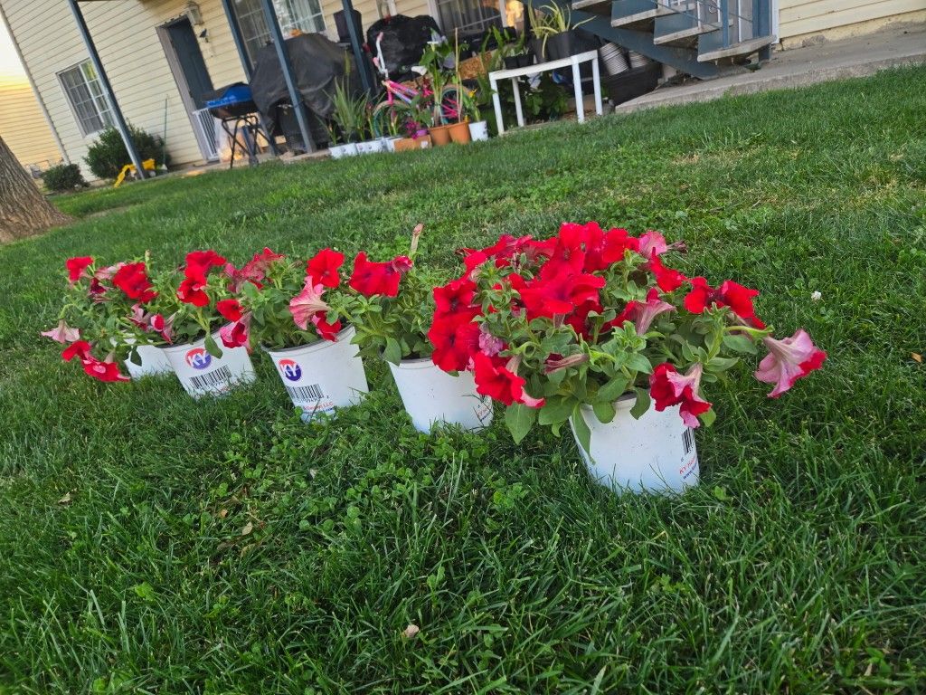 Plants For Sale Petunias and vinca