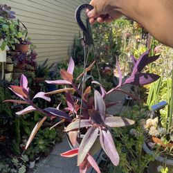 Purple Heart Succulent Plant