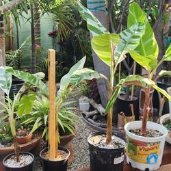 FS: Variegated Florida Musa / Banana