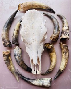 10 small horns and one Cowskull without horns great for indian horn dance rattles