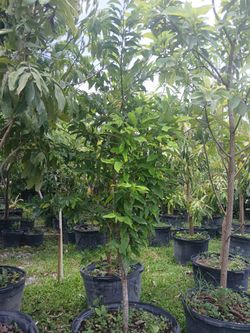 Large fruit trees 25gl $200🥑🍊🥭🍑