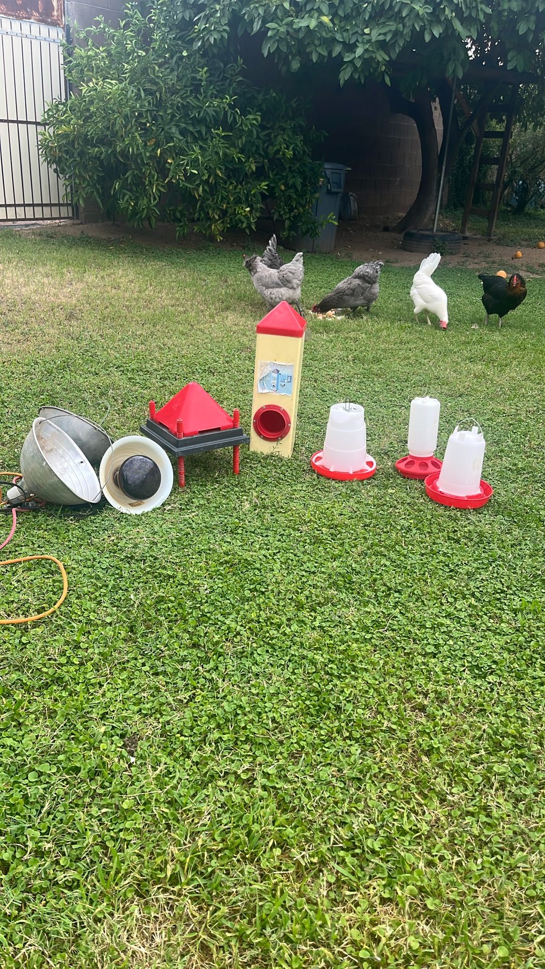 Chicken Supplies: Feeders, Water, Warming Lights 