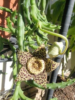 Starfish plant