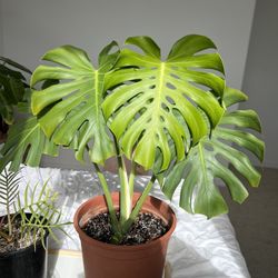 Monstera