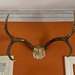 Gothic / bohemian real deer antler decoration