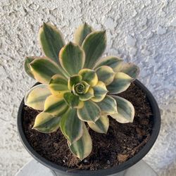 1 Gallon Pot Succulent Plant - Unique Aeonium Sunburst Variegated - Rooted & Stablished - Drought Resistant 🪴