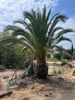 Tree for sale - Canary Island Palm
