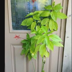 Fire Spike For Butterflies And Hummingbirds