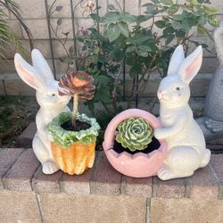 Outdoor Decor Set with Real Succulents 