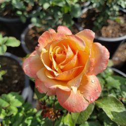 Rose Bush