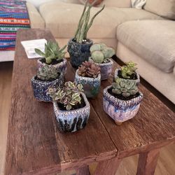 plants in planter pots - dozens of trees, plants, succulents, and cacti - PRICES VARY