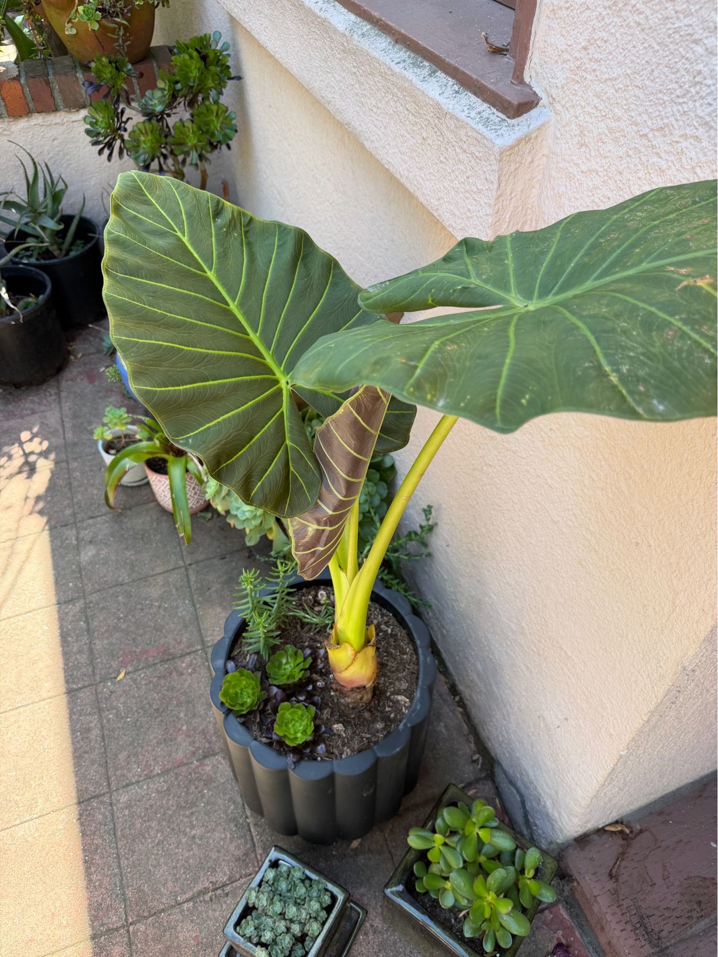 Plants Available - Moving Soon - Everything must go!
