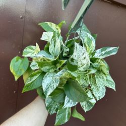 6” Marble Queen Pothos 