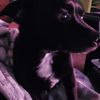 Jake