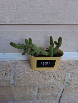 Peanut Cactus Cluster live plant