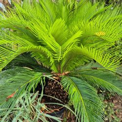 Palm