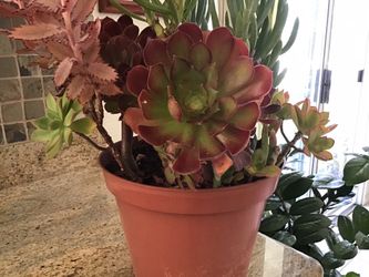 Wow so gorgeous variety plants arrangement.
