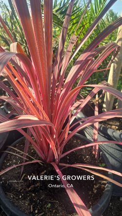 Cordyline 