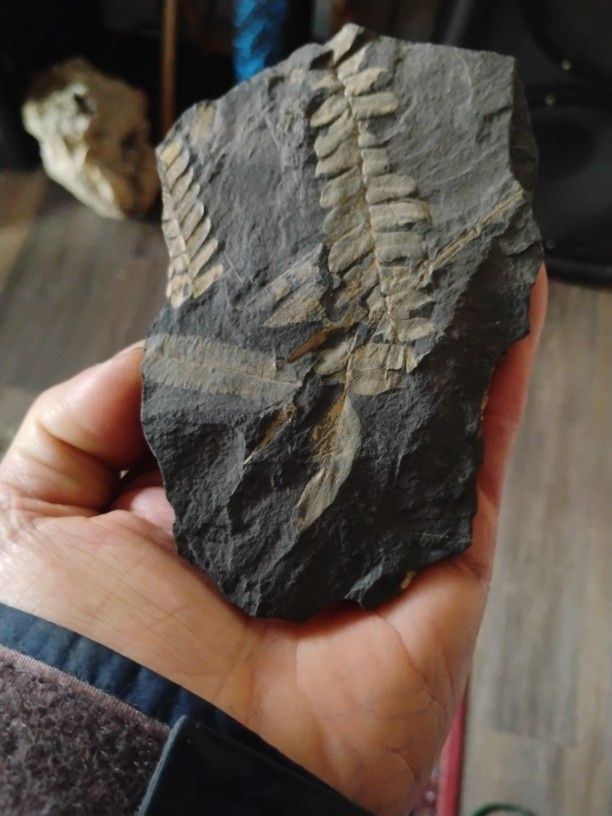 Fossil