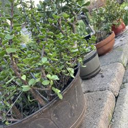 Succulents In Beautiful Ceramic Pots