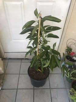 Avocado tree.