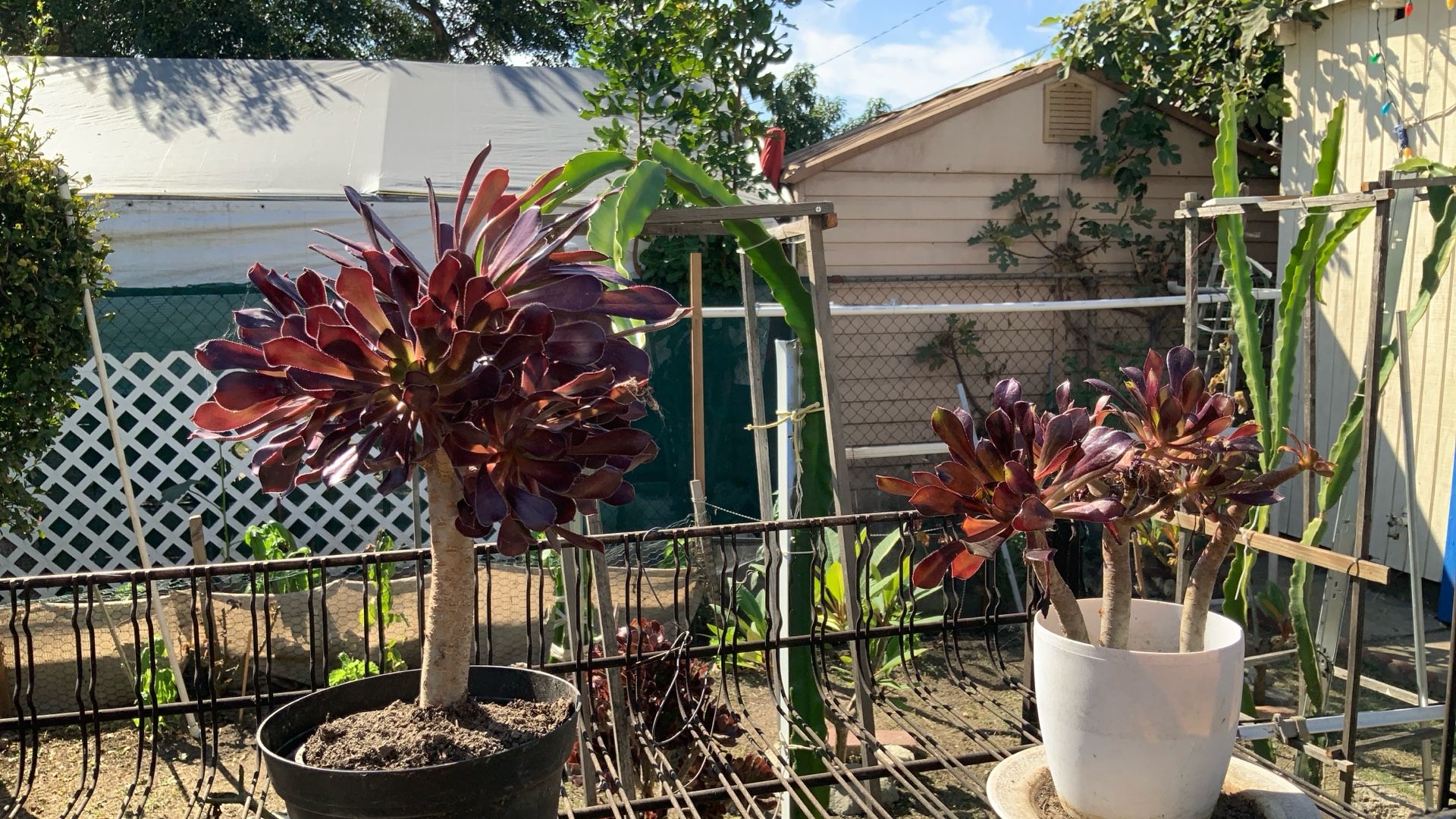 Black Rose Succulent