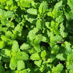 Mint Plant