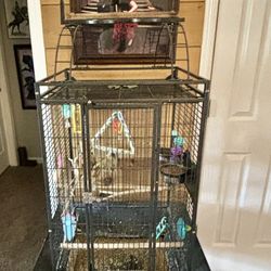 Pet Parakeet W/Large Cage, Bowls, Swing & Toya