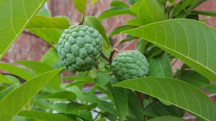 Cherimoya fruit tree plant
