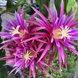 Dragon Fruits w/wo Roots Cuttings For Sale