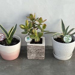 gift ready jade or agave Succulents in ceramic pots w/plant spikes
