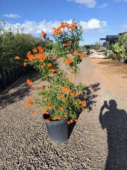 Orange Bells Plants Yellow Bells