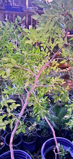 Jujube apple trees 3 Available 4 ft tall $60 each