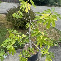 fig tree 6F tall with pot 