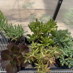 Succulent Plants 