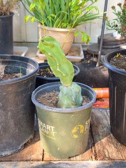 Totem pole cactus