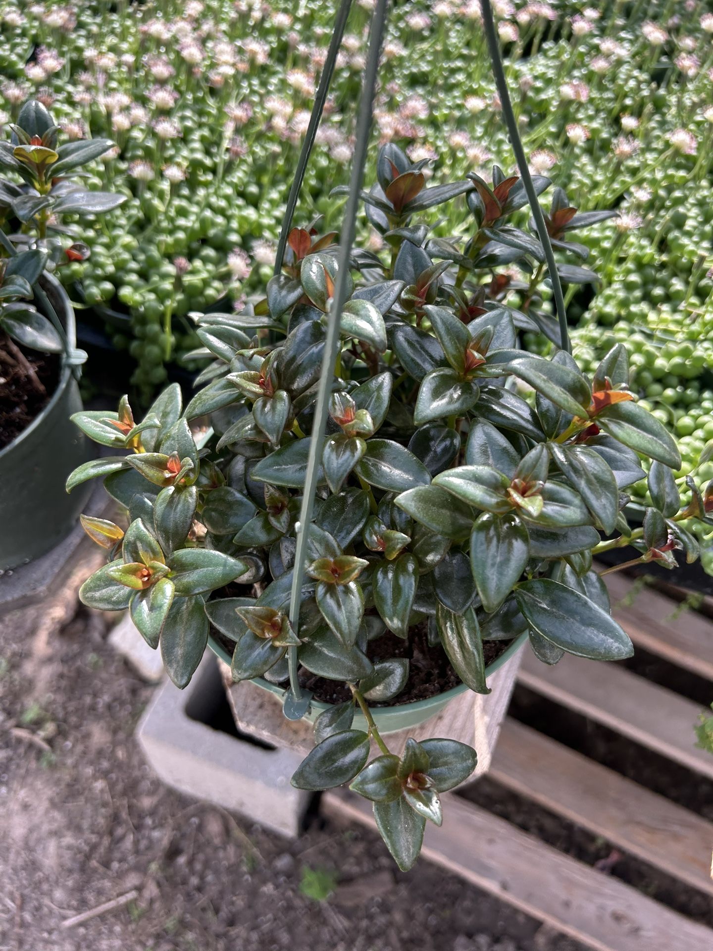 Flying Gold Fish Plant In 6 Inch Hanging Pot