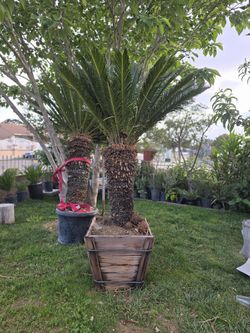 Palm Trees