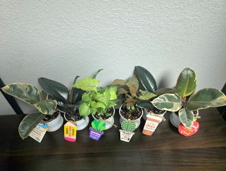 Teacher Appreciation Plant Gifts 🌿 | Ready to Gift 🎁