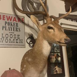 Taxidermy 