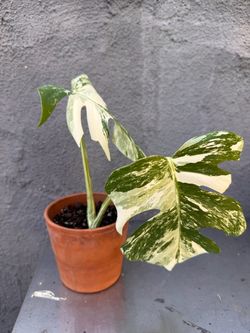 Monstera Albo