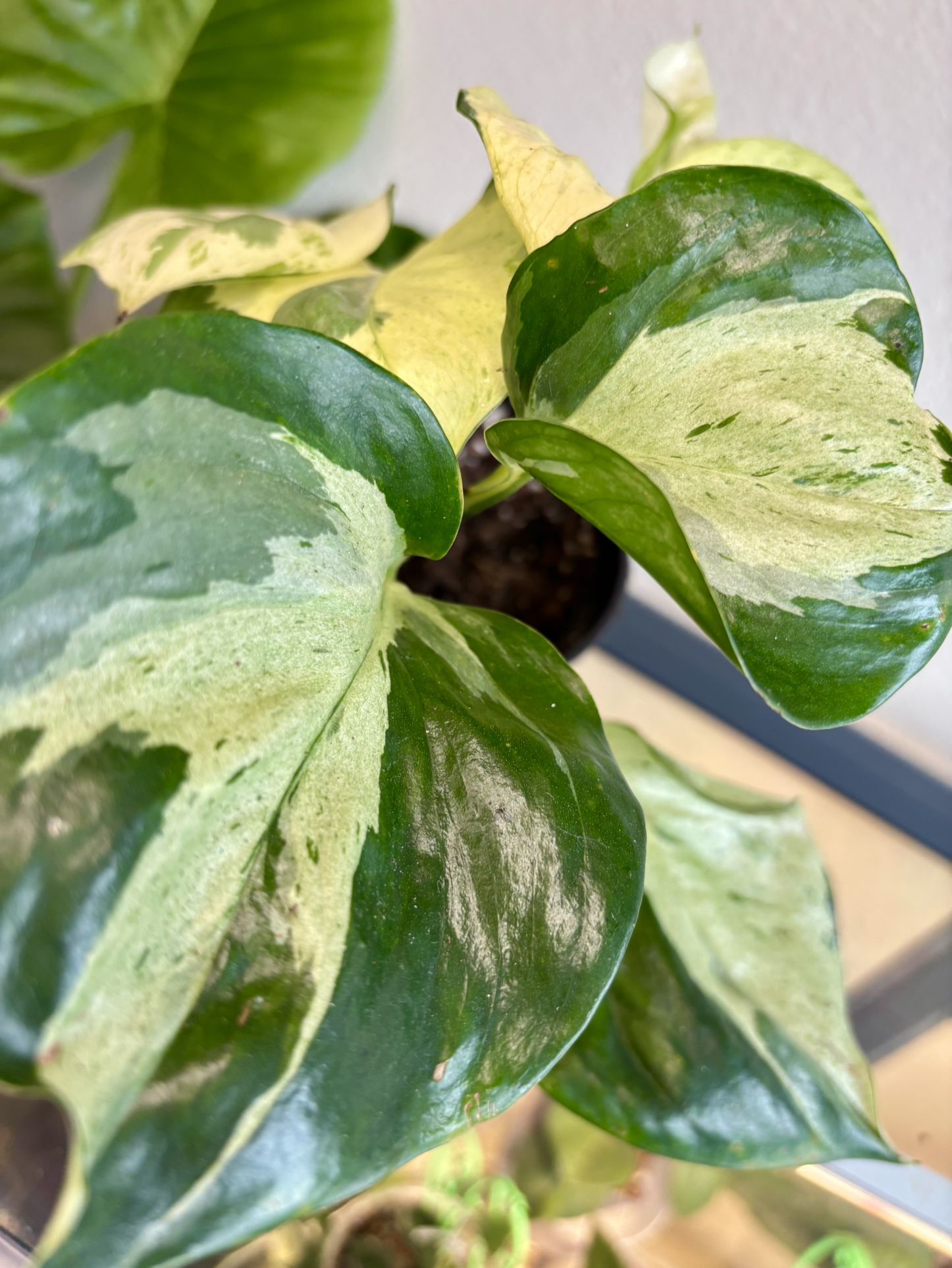 Epipremnum Munjula Pothos Big And Small Plant