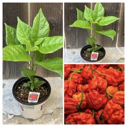 Extremely Hot Carolina Reaper Spicy 🌶️ Peppers Chili Pepper Veggie Vegetable Garden Plant 
