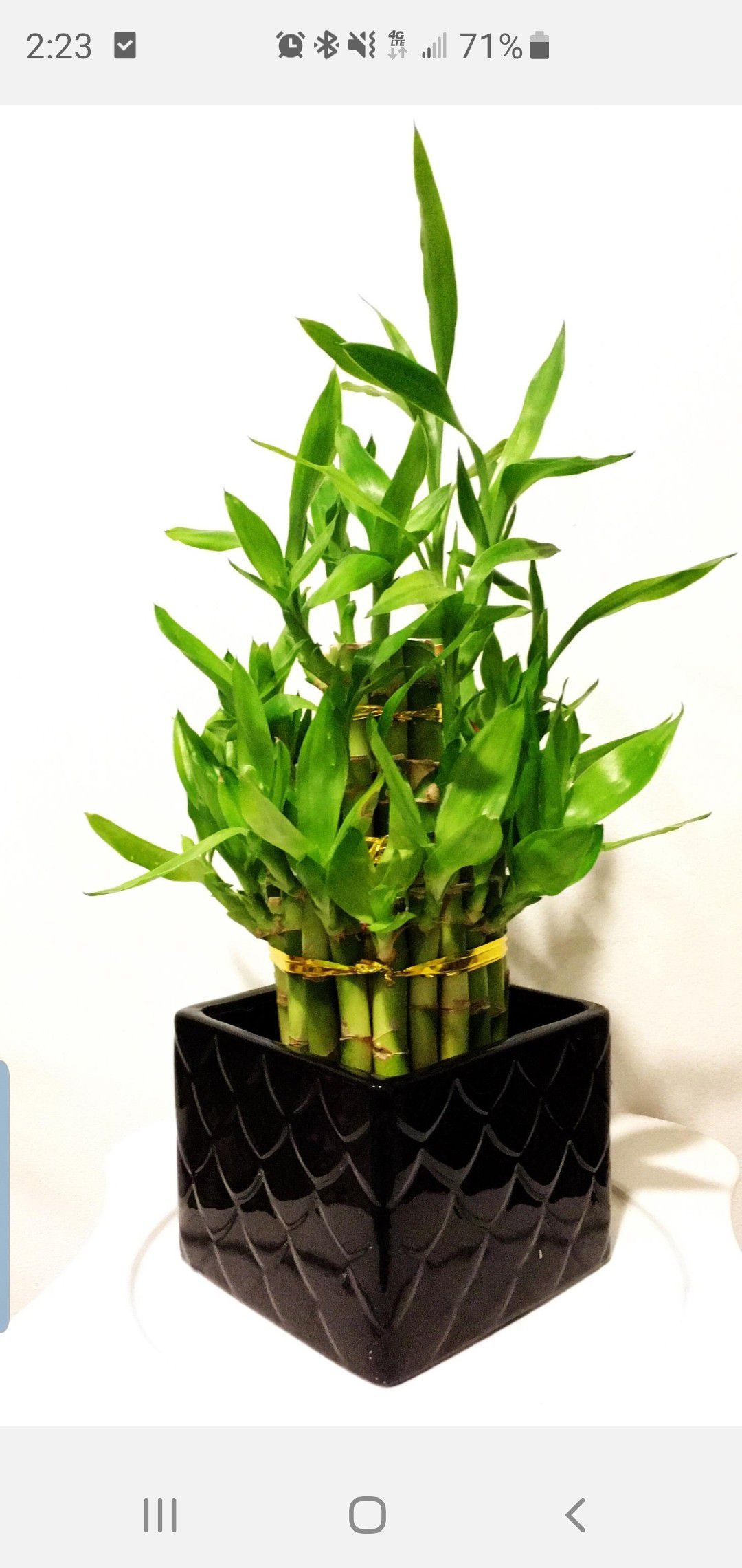 Large 3 tire lucky bamboo bundle live plants