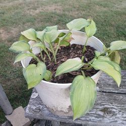 Hosta Plant