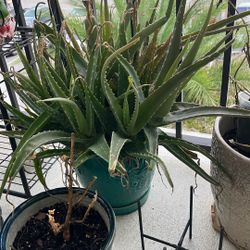 Aloe Vera