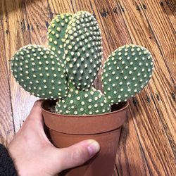 Mouse Cactus Plant for Sale in Richmond, CA - OfferUp
