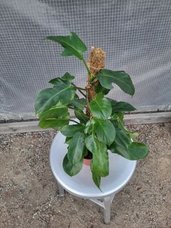 Red bristle philodendron 6" Nursery Pot