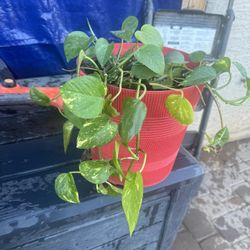 Plantas Naturales Interiores 20 Cada Una 